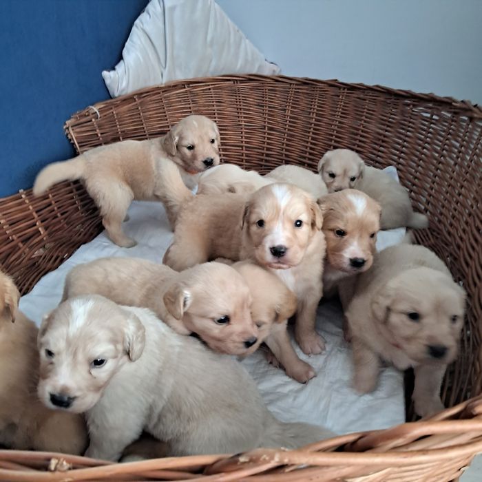 Golden Retriever-domowa hodowla