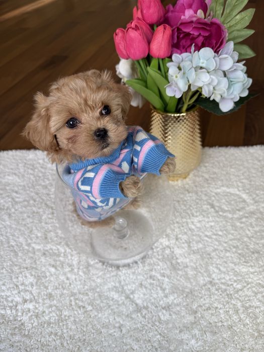 Наймиліші мальтипу