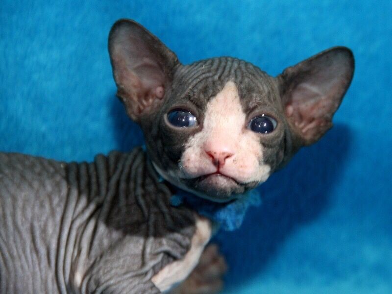 Очень красивы котята