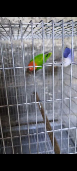 Agapornis Fisher