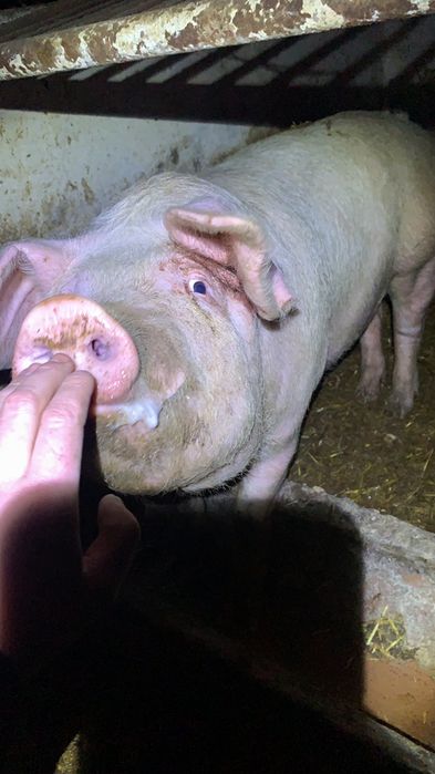 Sprzedam loszki danbred x landrace z francji