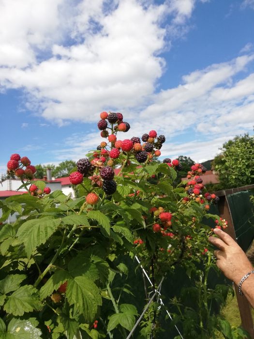 Malina czarna sadzonki