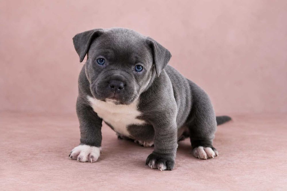Дівчатка American Bully Pocket  — маленькі красуні