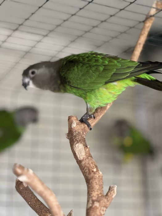 Poicephalus Cryptoxantus