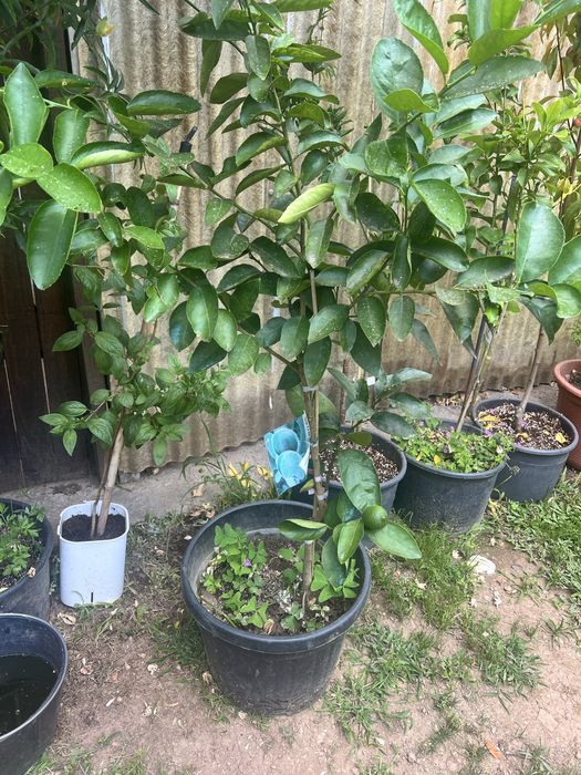 lima arvore de fruta