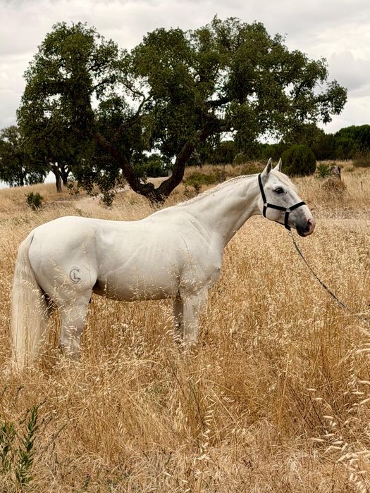 Cavalo Puro Sangue Lusitano