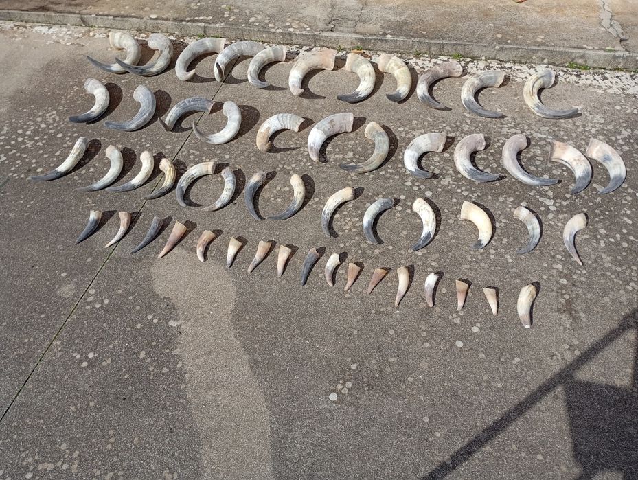 Cornos/chifres verdadeiros de bovinos  desemparceirados e parelhas