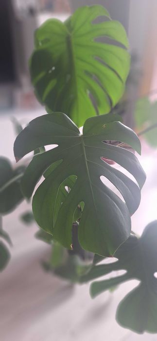 Wielka Monstera Deliciosa 110cm | Gęsta, zdrowe duże liście!