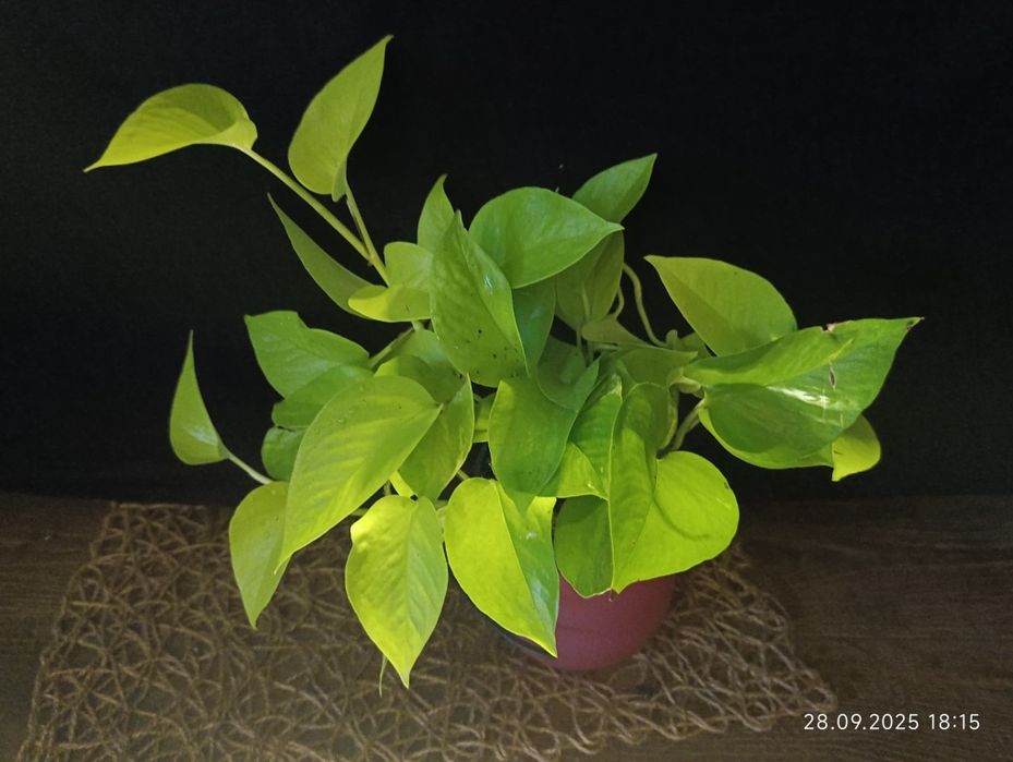Епіпремнум Golden Pothos