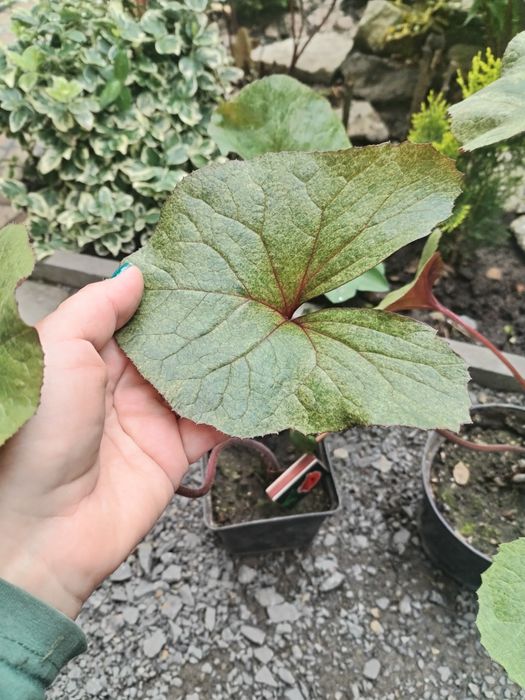 Бузульник,язичник зубчастий Garden Confetti