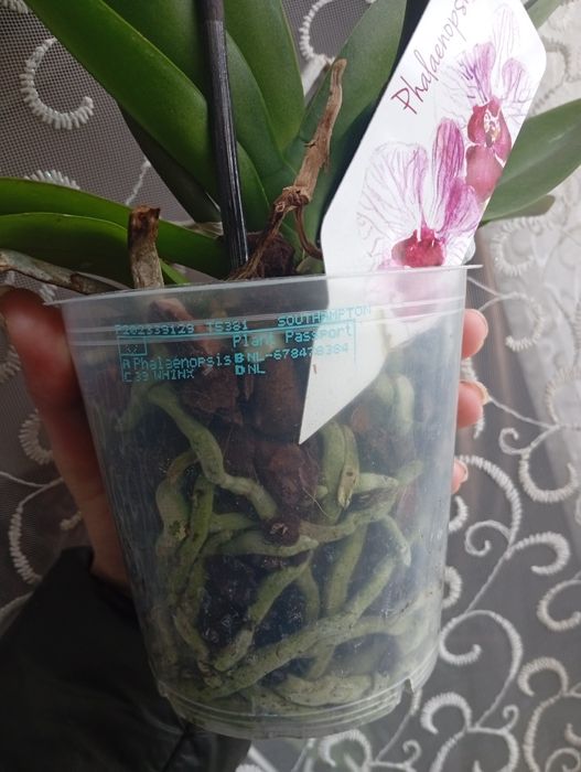Продам Орхідеї домашні