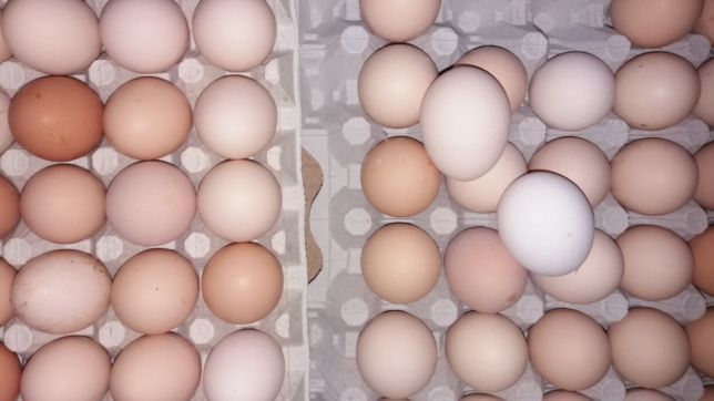 Kury nioski z jajkiem DOWOZ NA CAŁĄ POLSKE gratis. Odchowalnia drobiu.