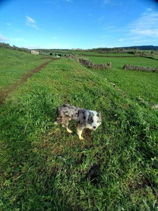 Border collie  olhos azuis