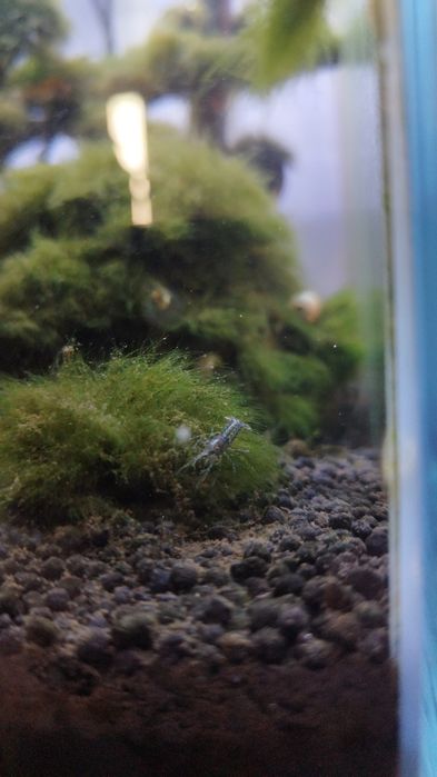 Cambarellus Diminutus - Lagostim Anão