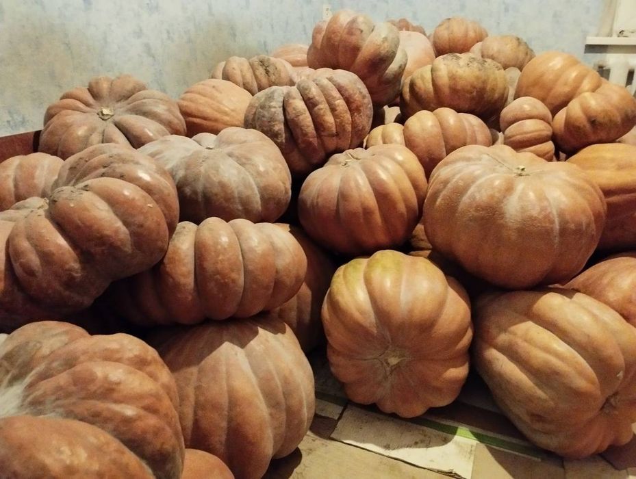 Продам Смачний Гарбуз