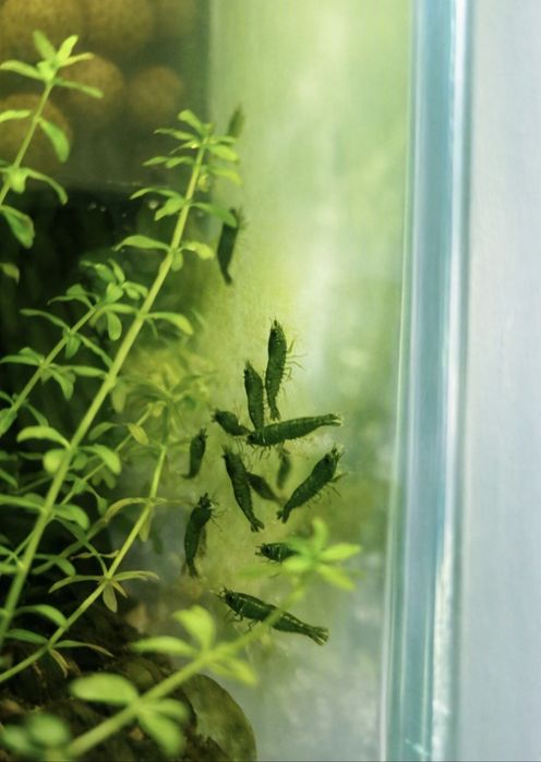 Krewetki Green Jade