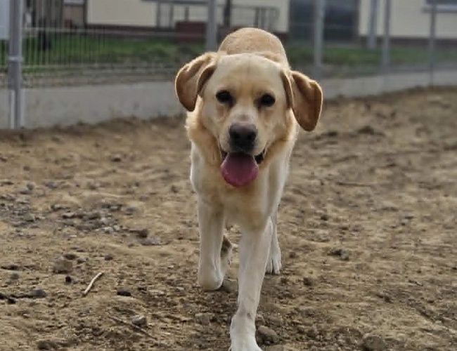 Mailo do adopcji!