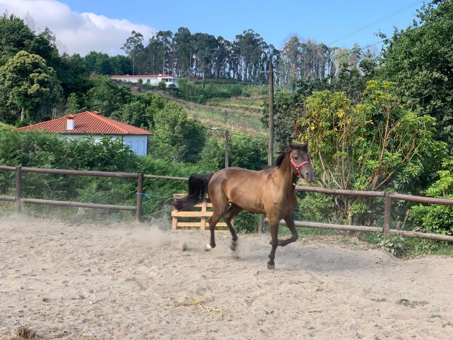 Égua cruzada Árabe