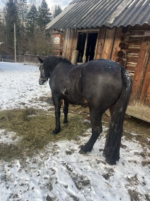 Продам кобилу  дзвоньть