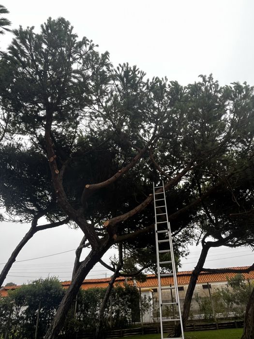 Limpeza de Terrenos - Corte de Árvores - Jardins