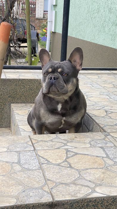 Вязка Французський бульдог лілак тан. Вязка