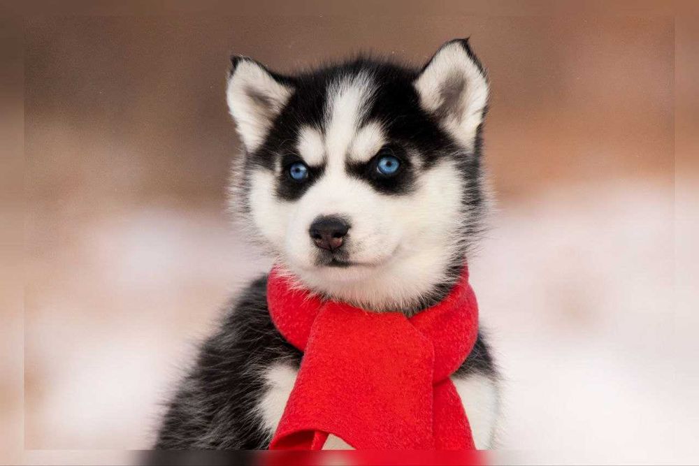 Дівчинка хаскі з блакитними очима, чистокровна