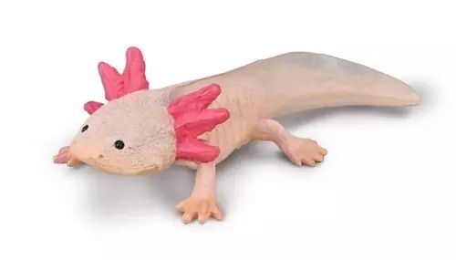 Axolotl. Nowy Produkt