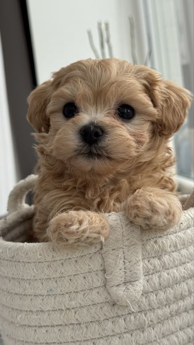 Міні мальтіпу maltipoo