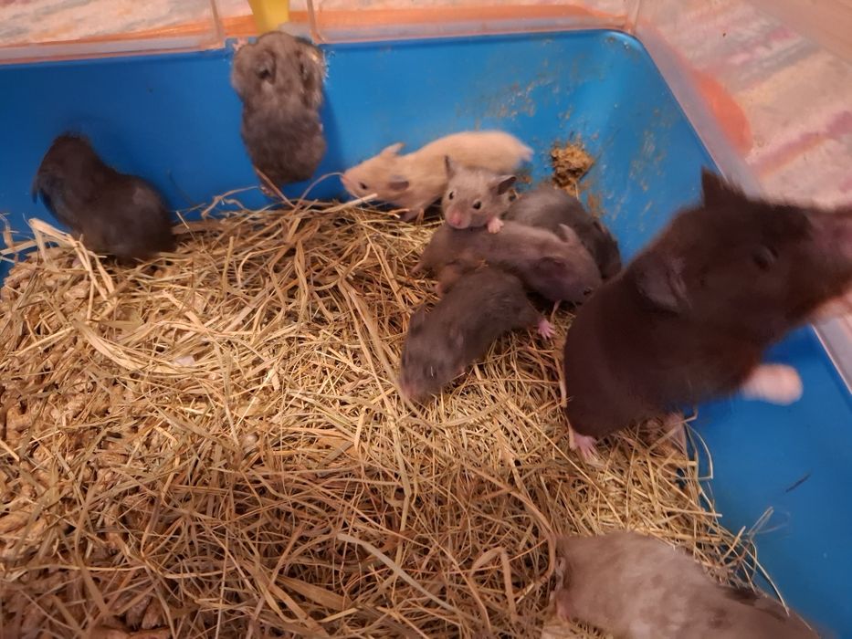 Chomiki syryjskie mlode