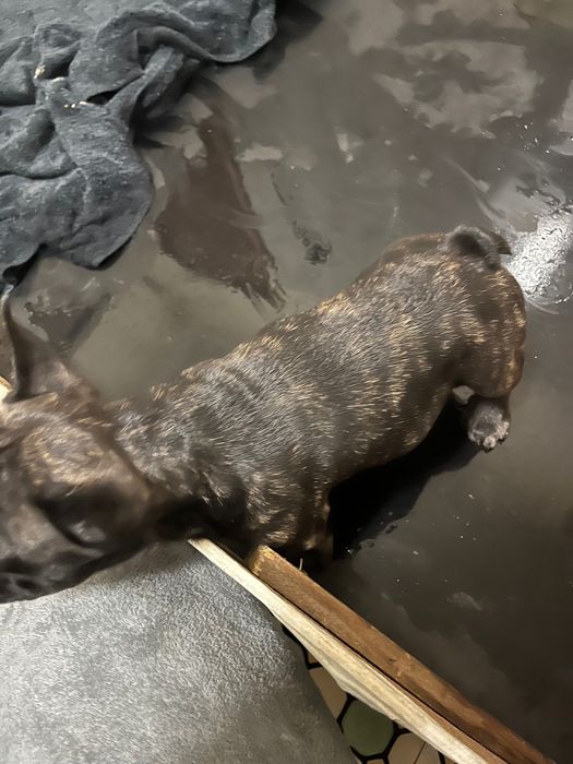 Buldogue francês fêmea