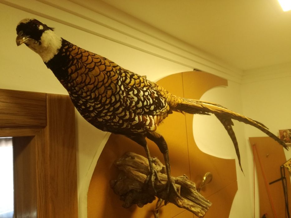 Ave ornamental verdadeira
