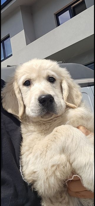 Golden Retriever com LOP — Pais testados