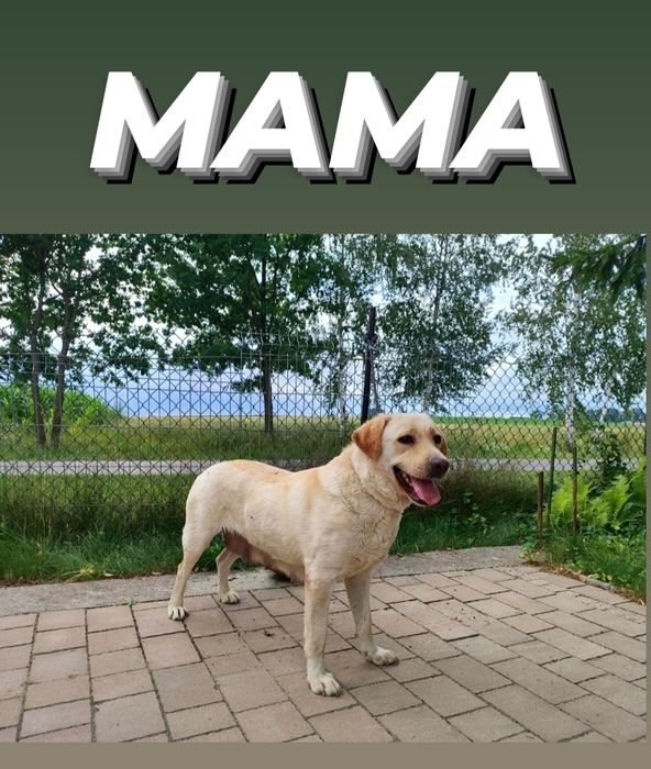 Urocze Szczenięta Labrador Retriever # GOTOWE DO ODBIORU #