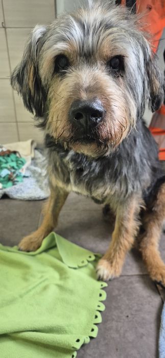 Piesek około.7 lat
Siedem lat7. 7