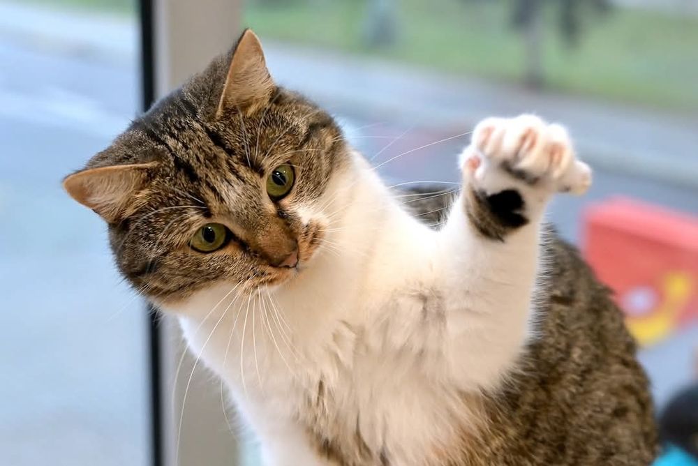 Słodka kotka Bazylka czeka na wymarzony dom