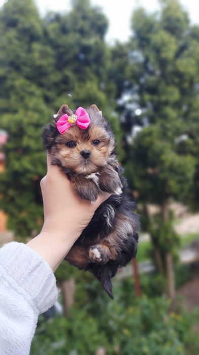 Красотулька Йорочка Йорк