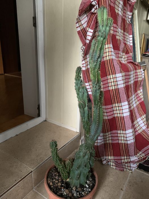 Цереус Перуанский