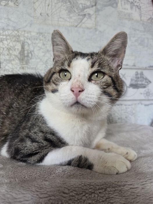 Кіт кот котик сіро-білий смугастий добрий і ласкавий шукає дім