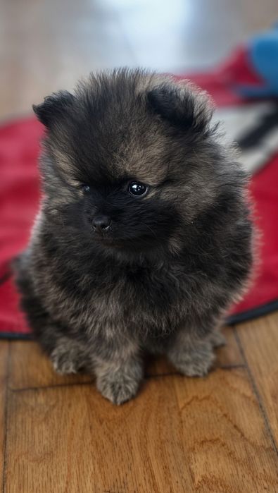 Boa, sou MAYCOL e são Spitz alemão anão e Lulu de Pomerânia