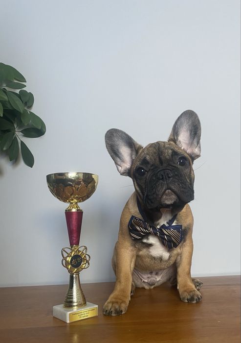 Французькі бульдог. Доставим!