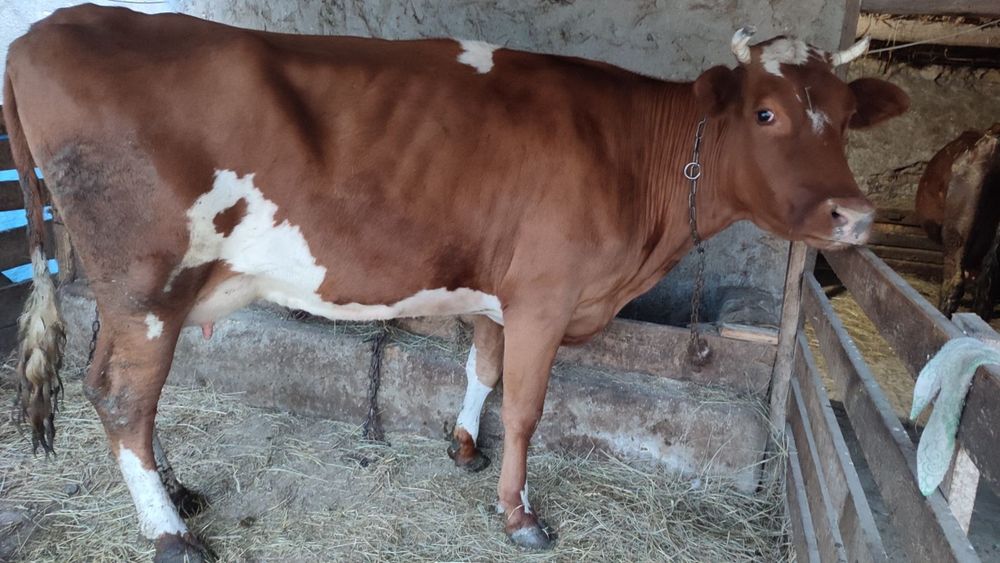 Продам корову на хозяйство