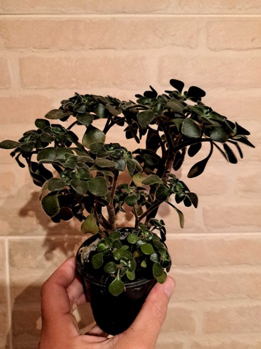 Аихризон,суккулент,дерево любви