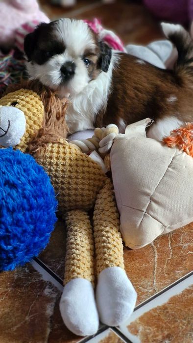 Cudny chłopak Shih Tzu