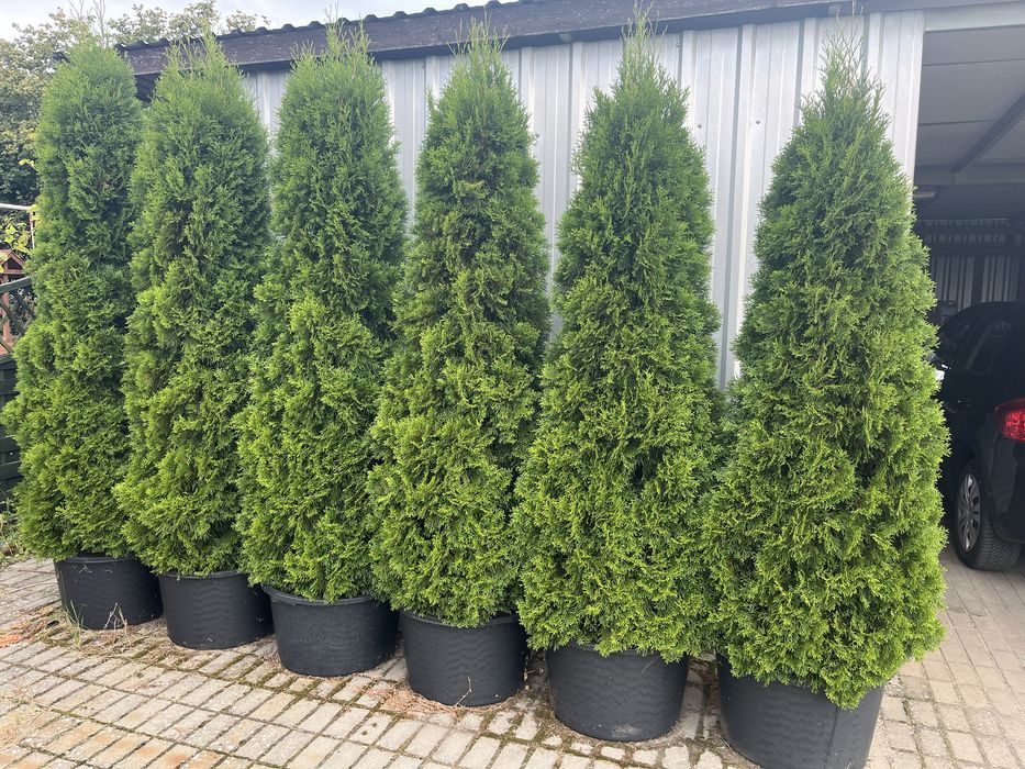 Tuje szmaragd 220-250 cm w donicach