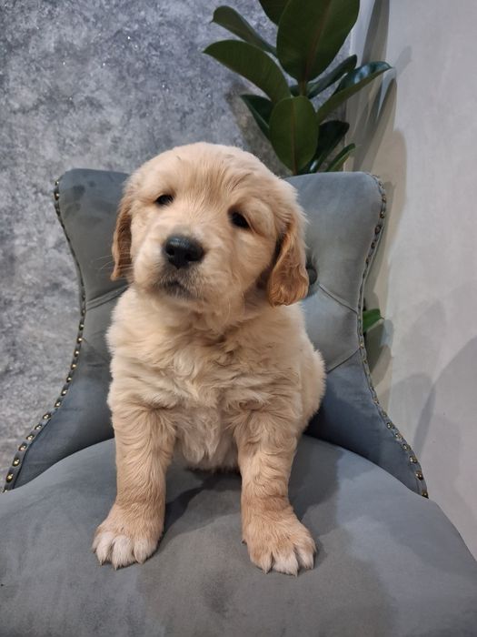 „Przepiękny piesek Golden Retriever