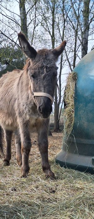 Osiołek do adopcji