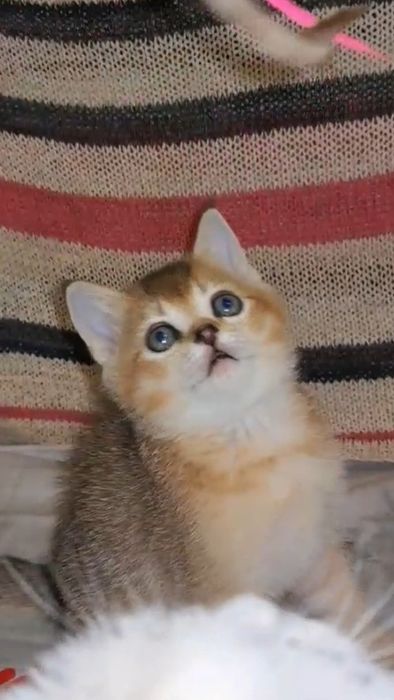 Шотландские золотые шиншиллы