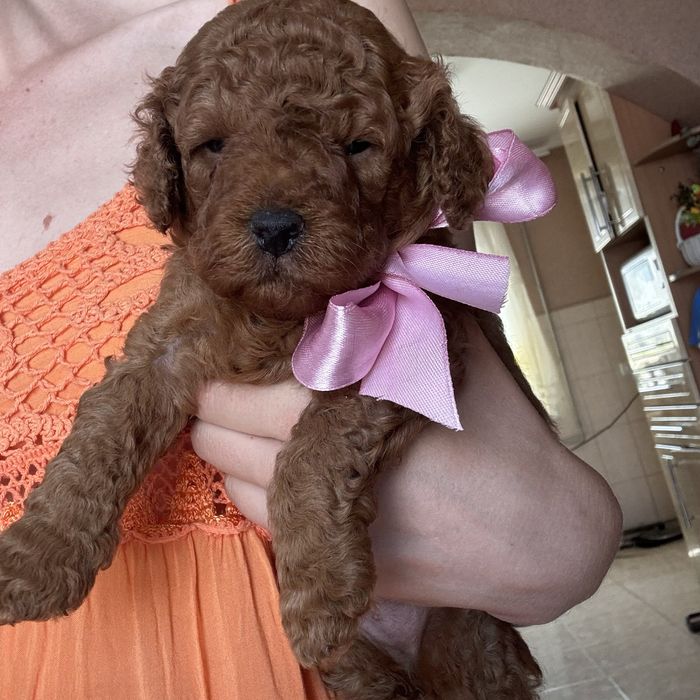 шикарний хлопчик у забарвленні RED BRAUN