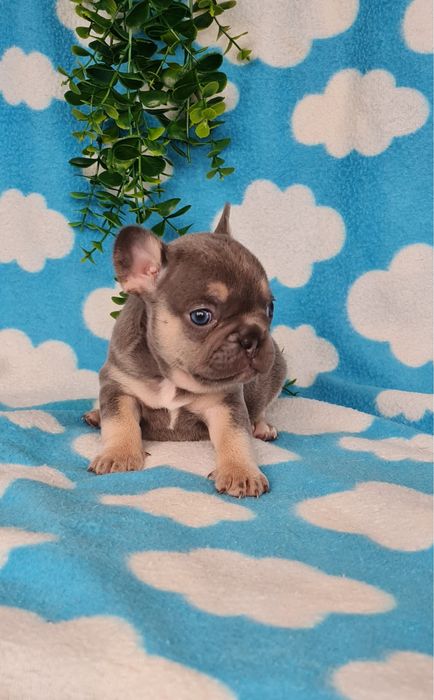 Excelente  blue tan Bulldog/Bouledogue Frances de Qualidade
