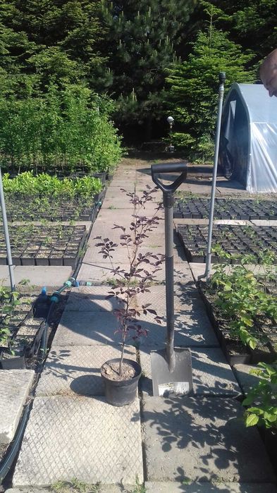 Buk pospolity Atropurpurea buk czerwony 100 - 120 cm 100 sztuk